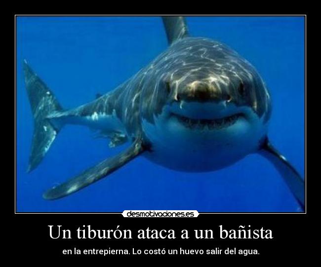 Un tiburón ataca a un bañista - 