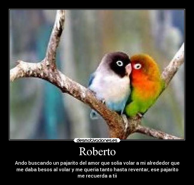 Roberto - Ando buscando un pajarito del amor que solia volar a mi alrededor que
me daba besos al volar y me queria tanto hasta reventar, ese pajarito
me recuerda a tii