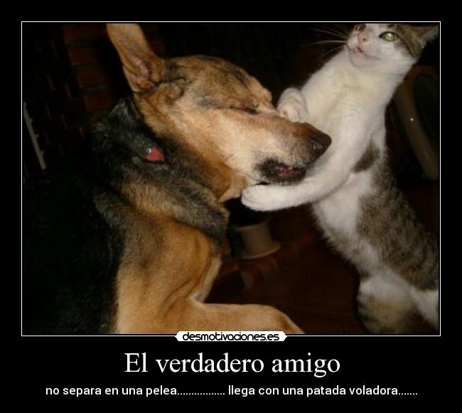 El verdadero amigo - no separa en una pelea................. llega con una patada voladora.......