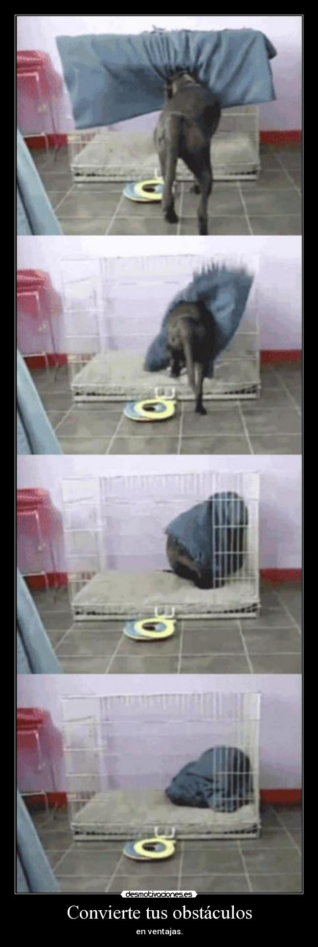 carteles obstaculos drake desmotivaciones