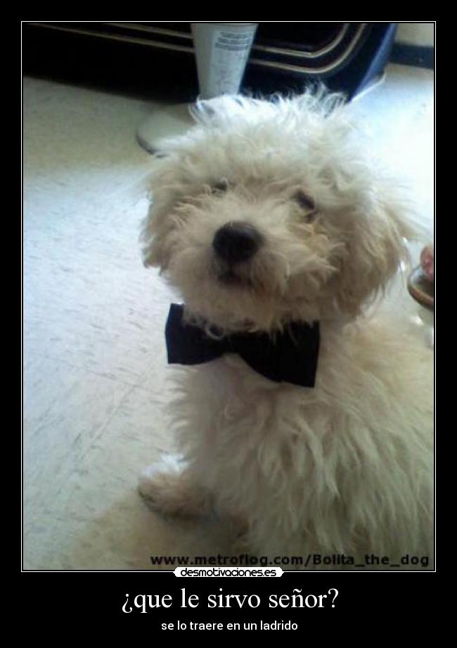 ¿que le sirvo señor? - 