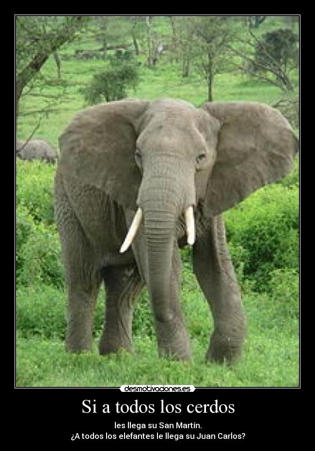 Si a todos los cerdos - 