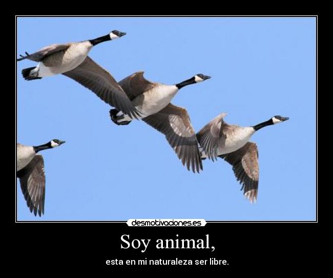 Soy animal, - esta en mi naturaleza ser libre.