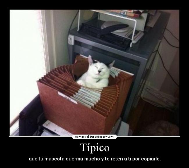 Típico - que tu mascota duerma mucho y te reten a ti por copiarle.