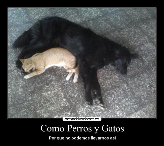 Como Perros y Gatos - Por que no podemos llevarnos asi