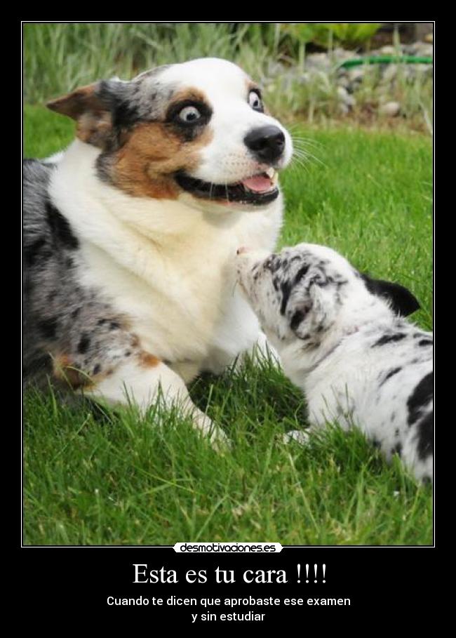 Esta es tu cara !!!! - Cuando te dicen que aprobaste ese examen
y sin estudiar