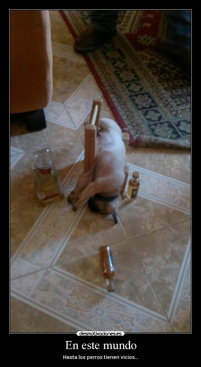 En este mundo - Hasta los perros tienen vicios...