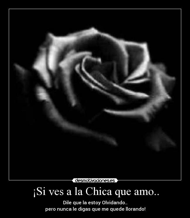 ¡Si ves a la Chica que amo.. - Dile que la estoy Olvidando..
pero nunca le digas que me quede llorando!