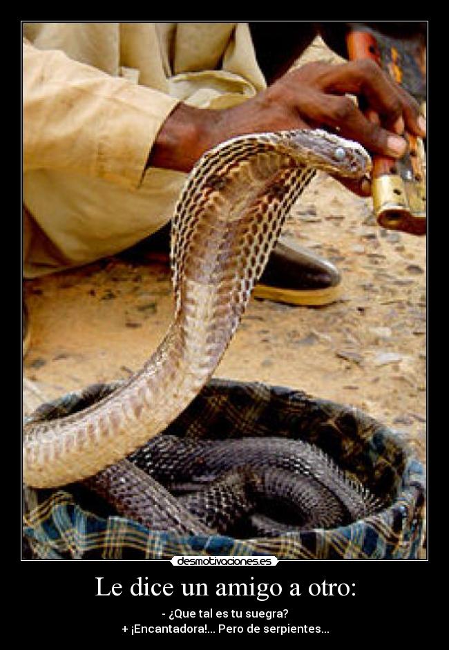 Le dice un amigo a otro: - - ¿Que tal es tu suegra?
+ ¡Encantadora!... Pero de serpientes...