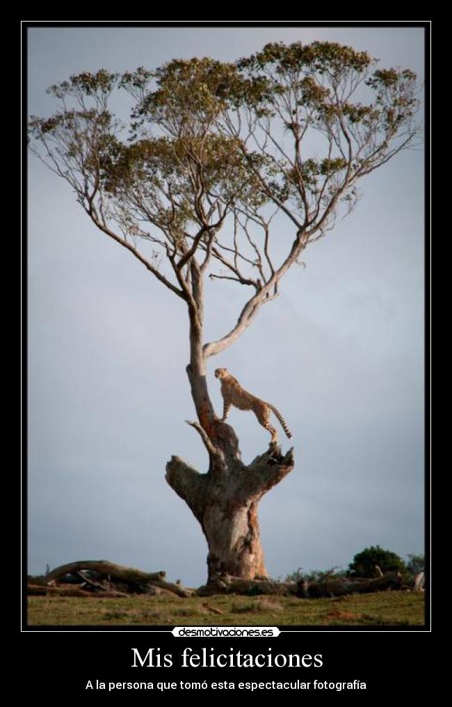 carteles foto desmotivaciones