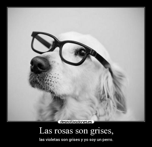 Las rosas son grises, - las violetas son grises y yo soy un perro.
