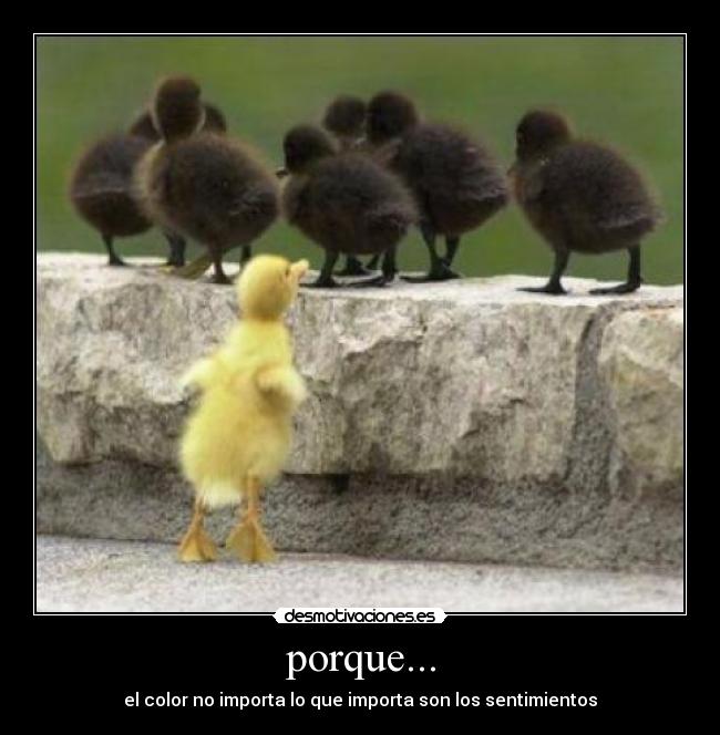 porque... -