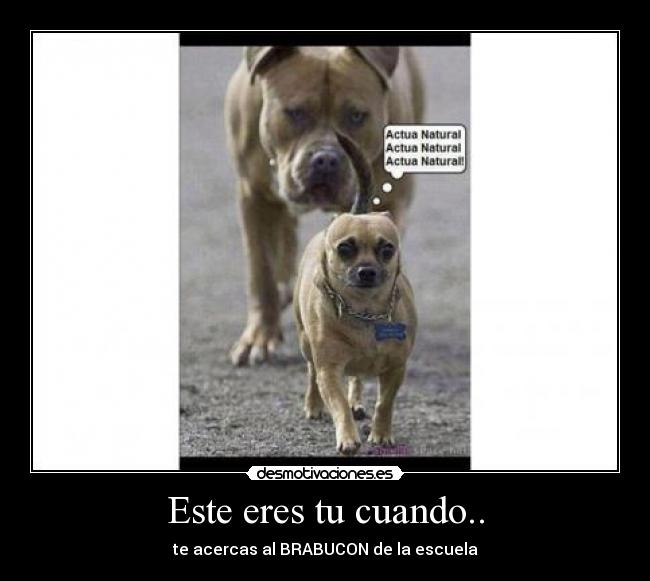 Este eres tu cuando.. - te acercas al BRABUCON de la escuela