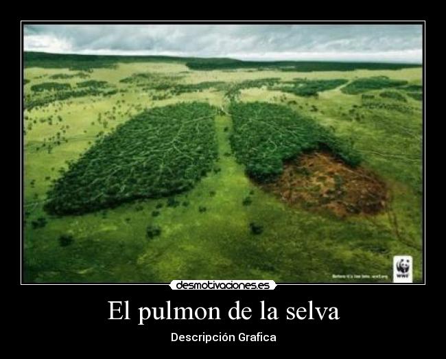 El pulmon de la selva - 