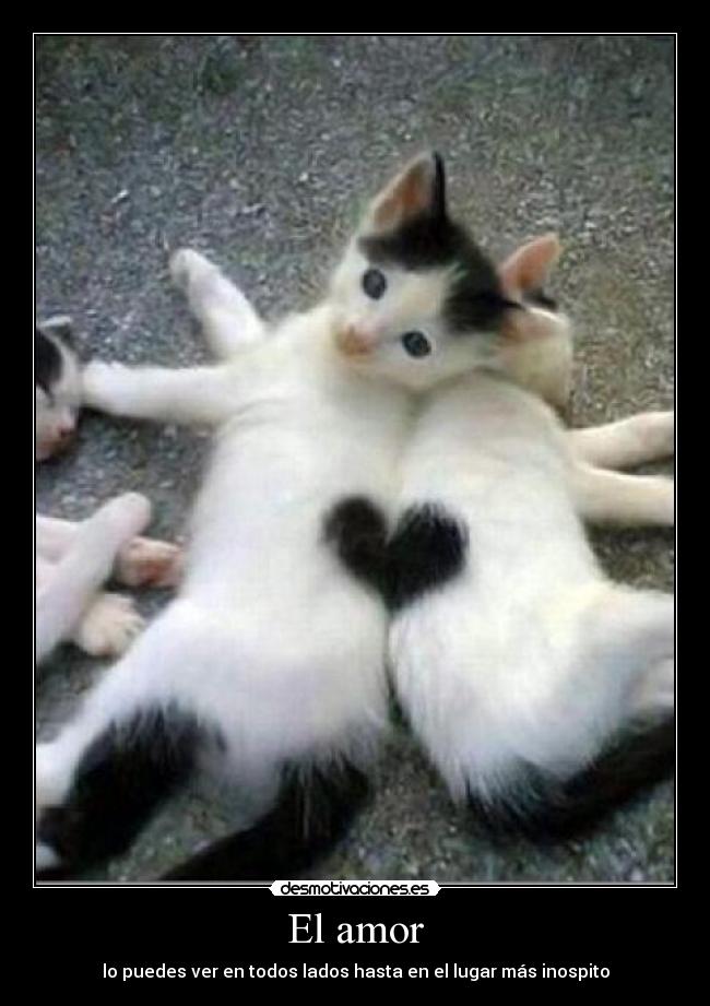 carteles amor foverer desmotivaciones