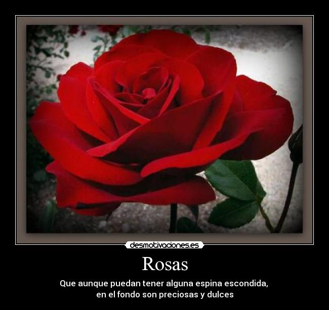 Rosas - Que aunque puedan tener alguna espina escondida,
en el fondo son preciosas y dulces