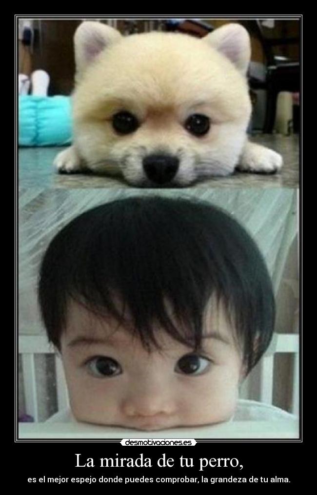 La mirada de tu perro, - es el mejor espejo donde puedes comprobar, la grandeza de tu alma.