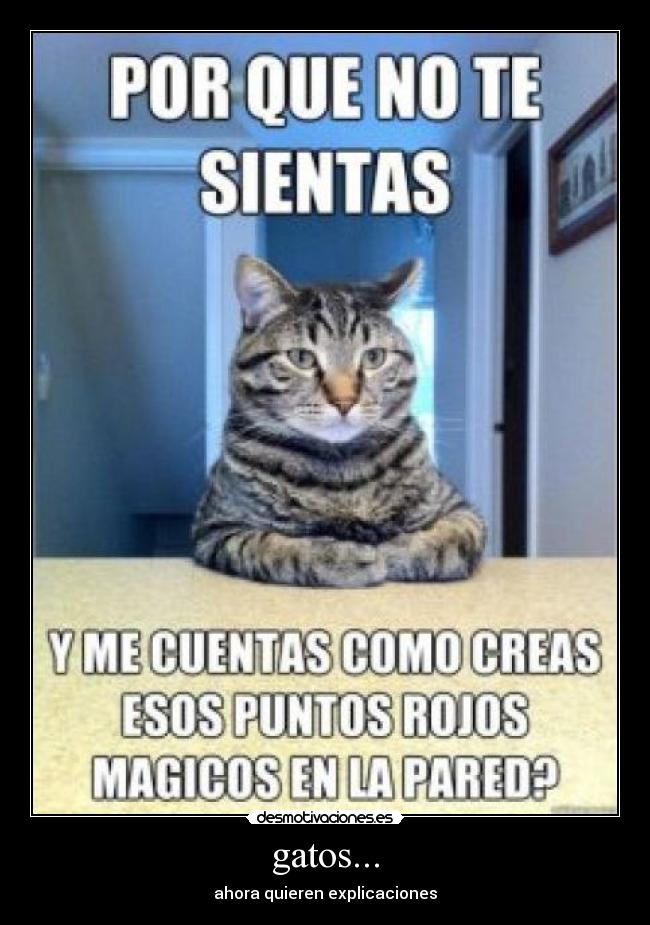 gatos... - ahora quieren explicaciones