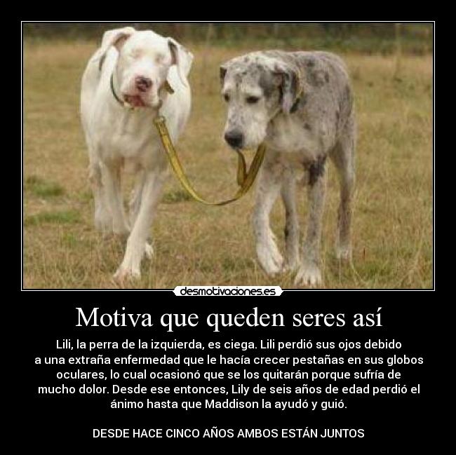 Motiva que queden seres así - Lili, la perra de la izquierda, es ciega. Lili perdió sus ojos debido
a una extraña enfermedad que le hacía crecer pestañas en sus globos
oculares, lo cual ocasionó que se los quitarán porque sufría de
mucho dolor. Desde ese entonces, Lily de seis años de edad perdió el
ánimo hasta que Maddison la ayudó y guió.

DESDE HACE CINCO AÑOS AMBOS ESTÁN JUNTOS