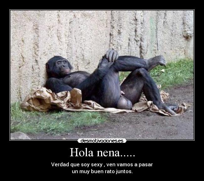 carteles hola nena monos sexy desmotivaciones