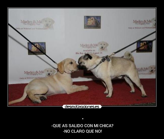 . - -QUE AS SALIDO CON MI CHICA?
-NO CLARO QUE NO!