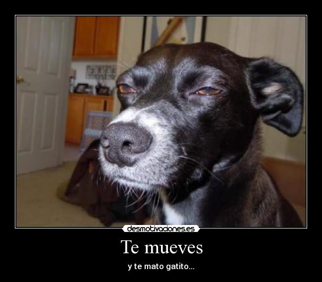 Te mueves - y te mato gatito...