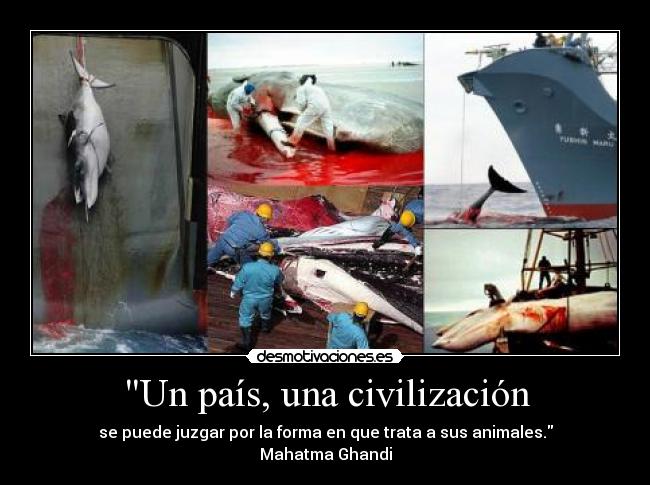 Un país, una civilización - se puede juzgar por la forma en que trata a sus animales.
Mahatma Ghandi