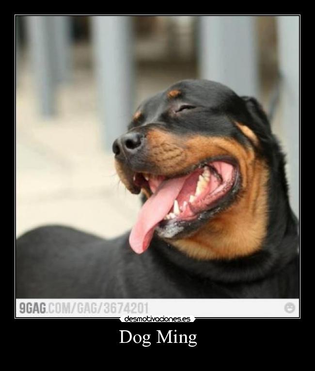 Dog Ming -