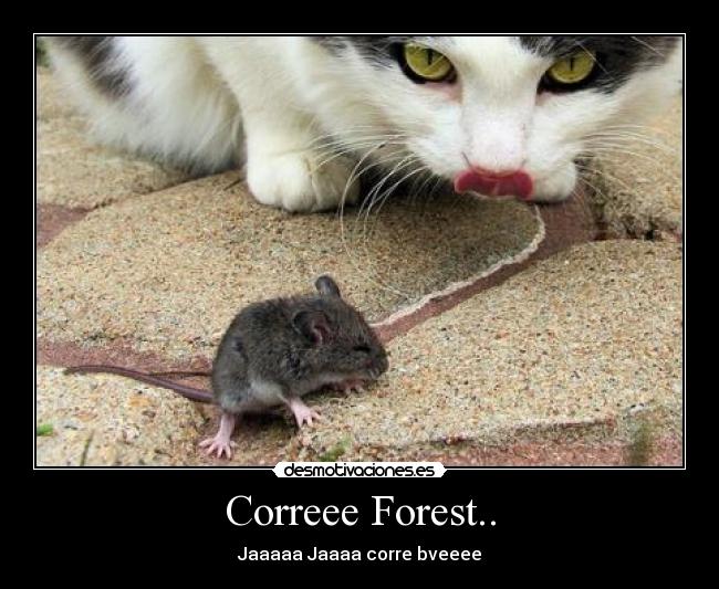 Correee Forest.. -