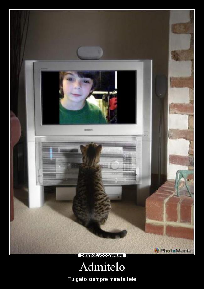 Admitelo - Tu gato siempre mira la tele