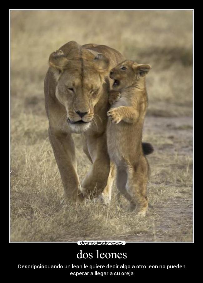 dos leones - Descripciócuando un leon le quiere decir algo a otro leon no pueden
esperar a llegar a su oreja