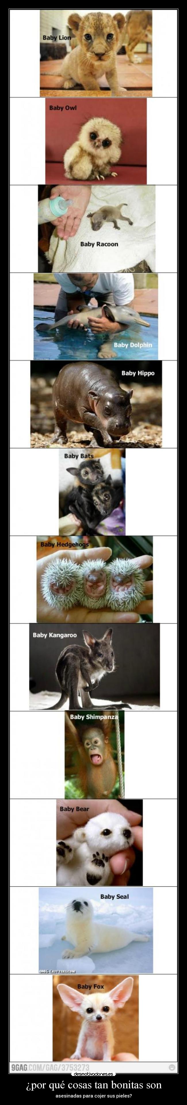 ¿por qué cosas tan bonitas son - asesinadas para cojer sus pieles?