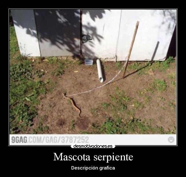 Mascota serpiente - Descripción grafica