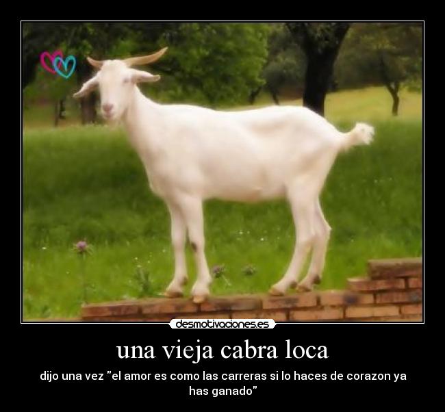 una vieja cabra loca - 