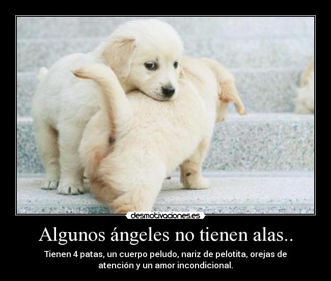 Algunos ángeles no tienen alas.. - 
