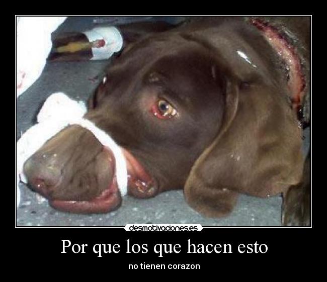 carteles chato desmotivaciones