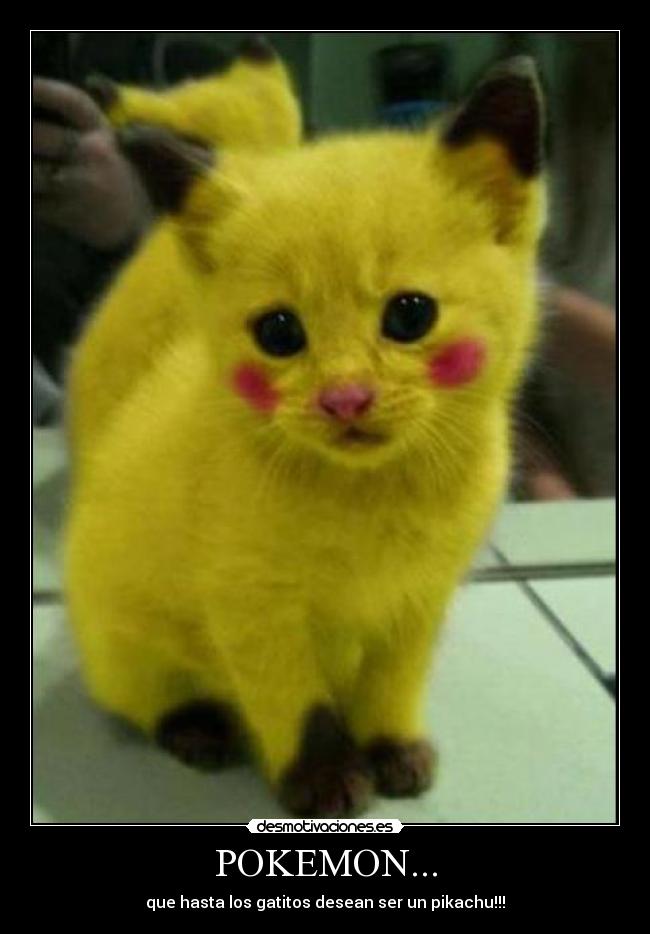 POKEMON... - que hasta los gatitos desean ser un pikachu!!!