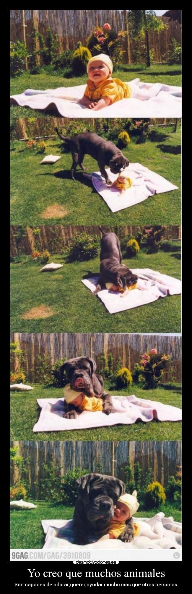 Yo creo que muchos animales - Son capaces de adorar,querer,ayudar mucho mas que otras personas.