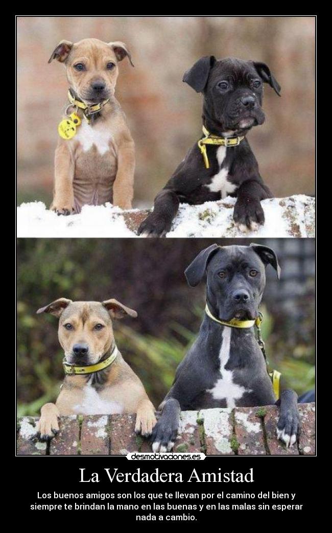 carteles amistad amistad desmotivaciones