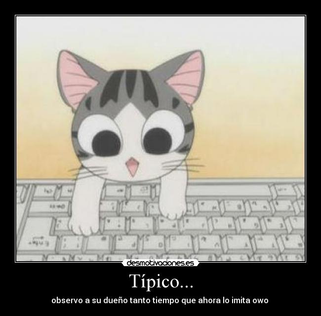 carteles gatos teclado tiernos animales anime tipico desmotivaciones