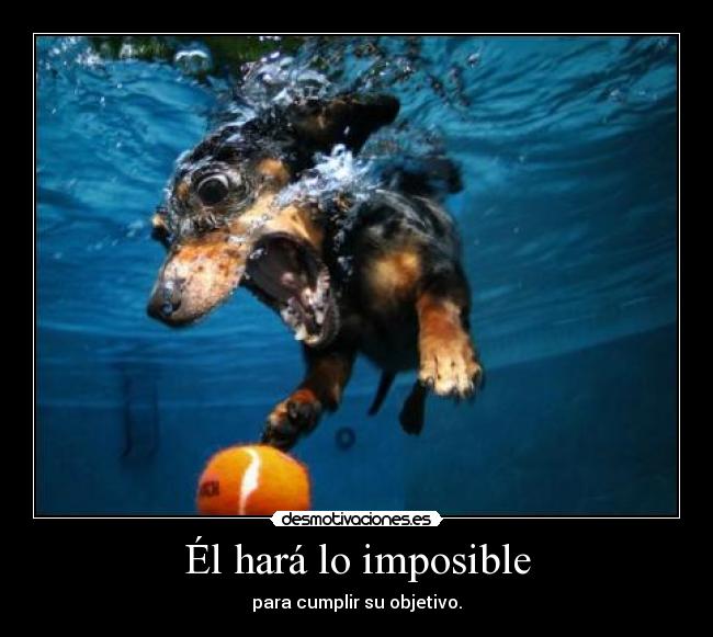 carteles imposible perro increible humanos aprenden desmotivaciones