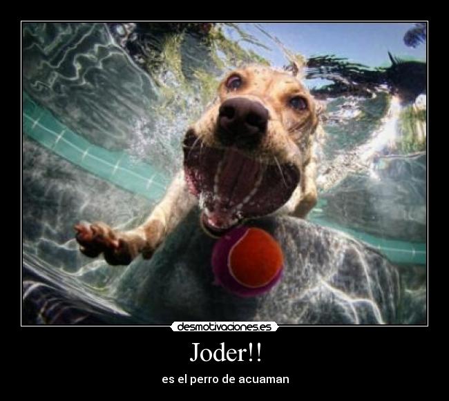 Joder!! - es el perro de acuaman