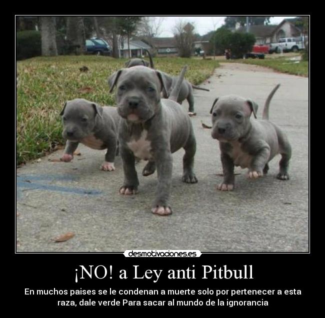 ¡NO! a Ley anti Pitbull - En muchos paises se le condenan a muerte solo por pertenecer a esta
raza, dale verde Para sacar al mundo de la ignorancia