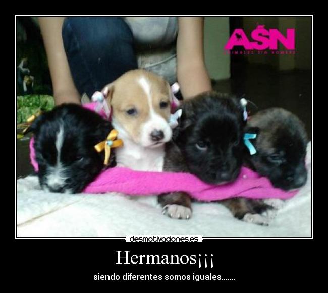 Hermanos¡¡¡ - 