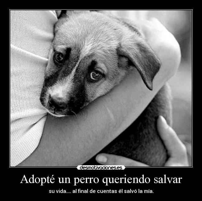 carteles ocsuhc quedate conmigo 253 mis peluditos unicos desmopornositas desmotivaciones