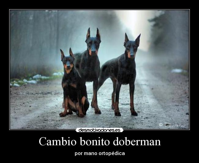 Cambio bonito doberman - por mano ortopédica