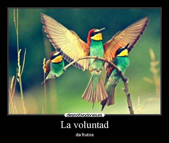 La voluntad - da frutos