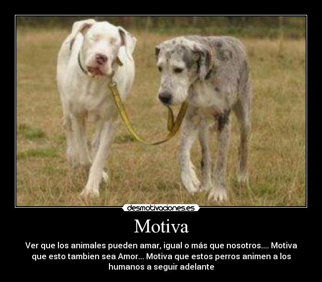 Motiva - Ver que los animales pueden amar, igual o más que nosotros.... Motiva
que esto tambien sea Amor... Motiva que estos perros animen a los
humanos a seguir adelante
