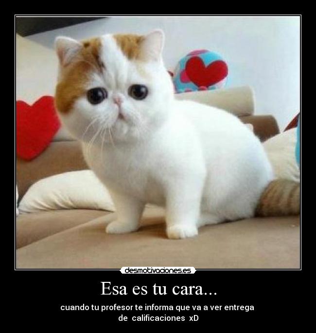 Esa es tu cara... - cuando tu profesor te informa que va a ver entrega
de calificaciones xD