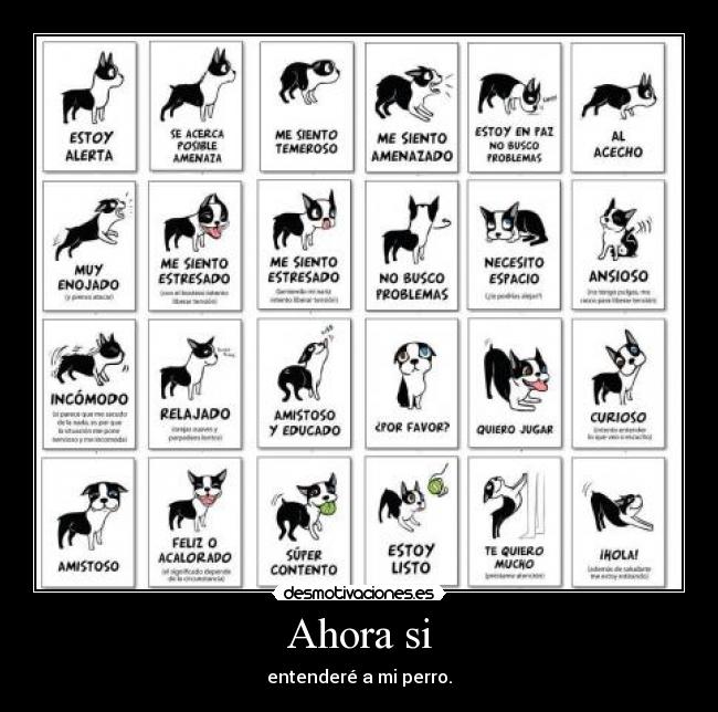 Ahora si - entenderé a mi perro.